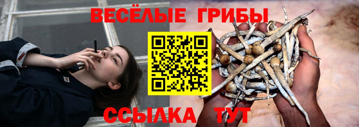 Псилоцибиновые грибы Psilocybine cubensis Надым